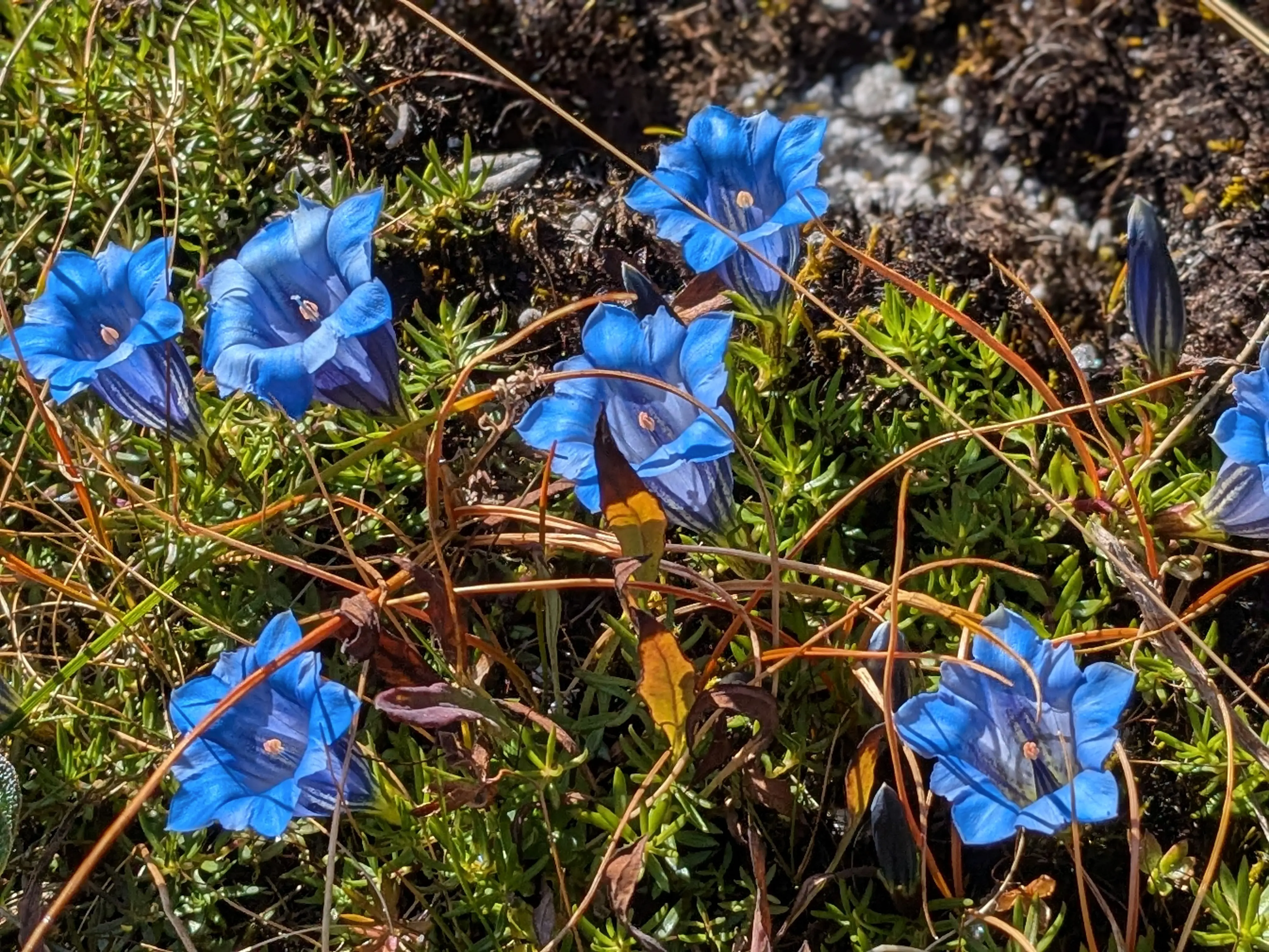 Wildflowers on the way to camp 3