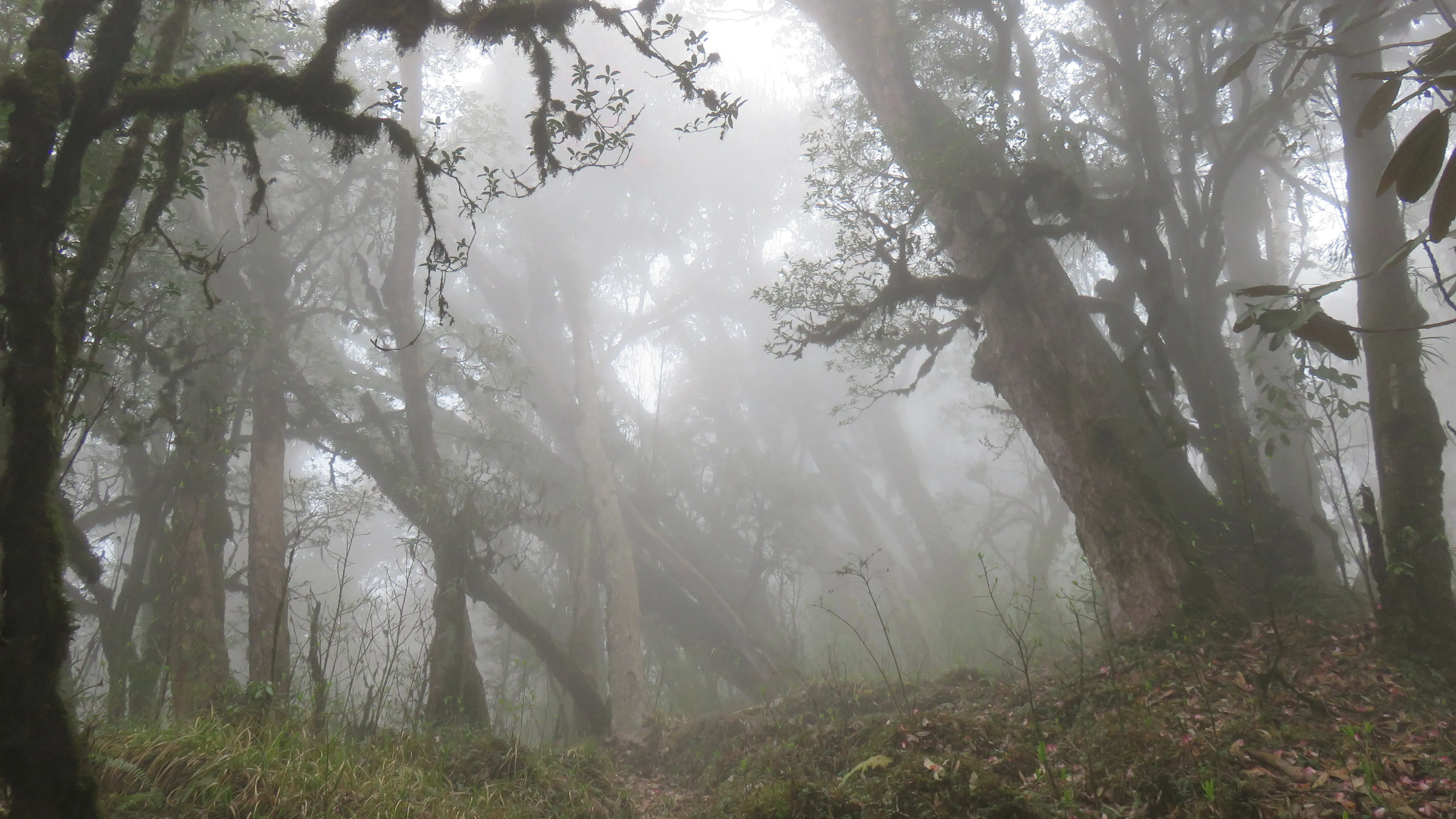 Rhododendron forest trail in the Barsey Sanctuary