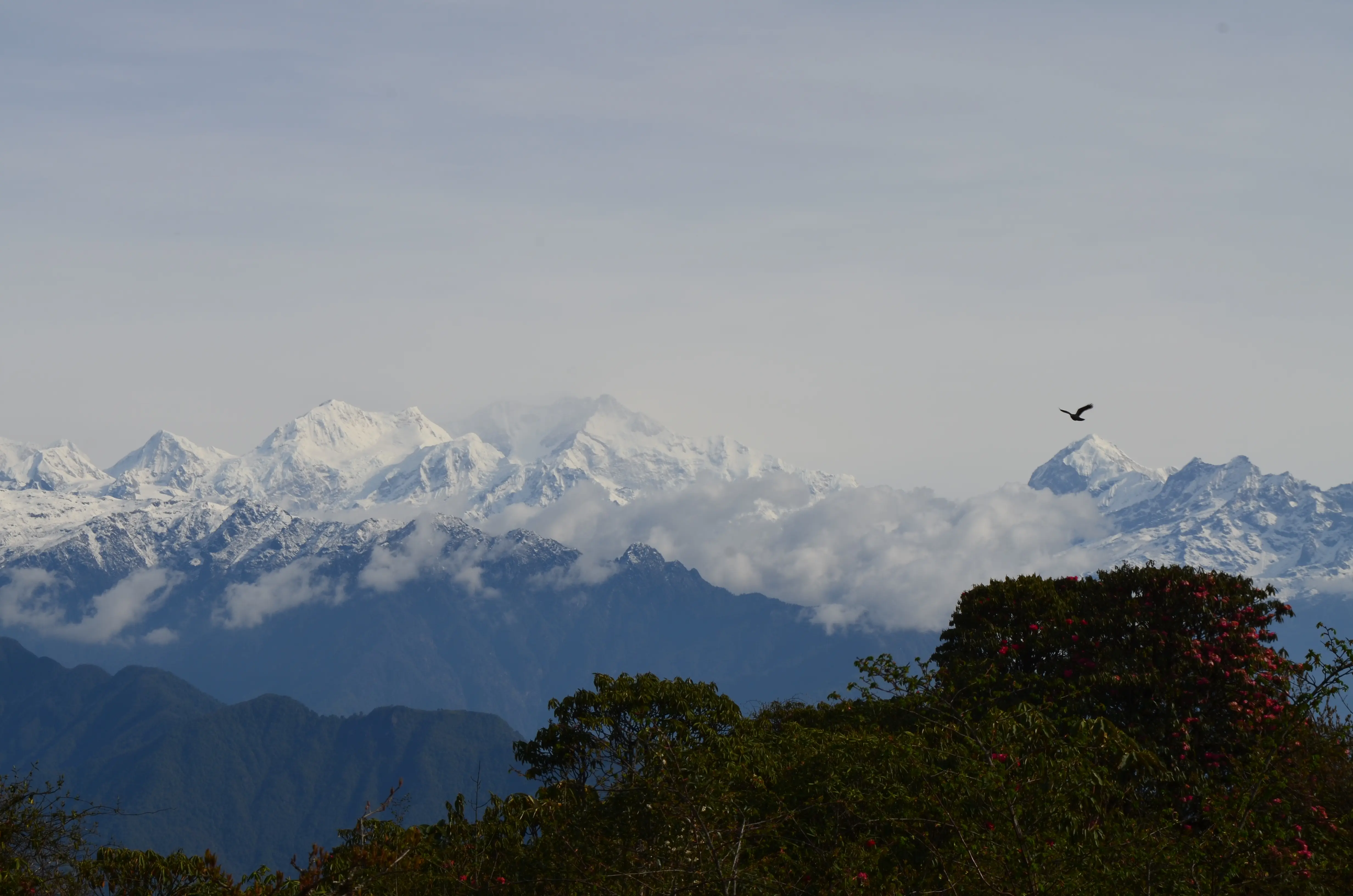 Barsey trek with Kanchenjunga views in Sikkim