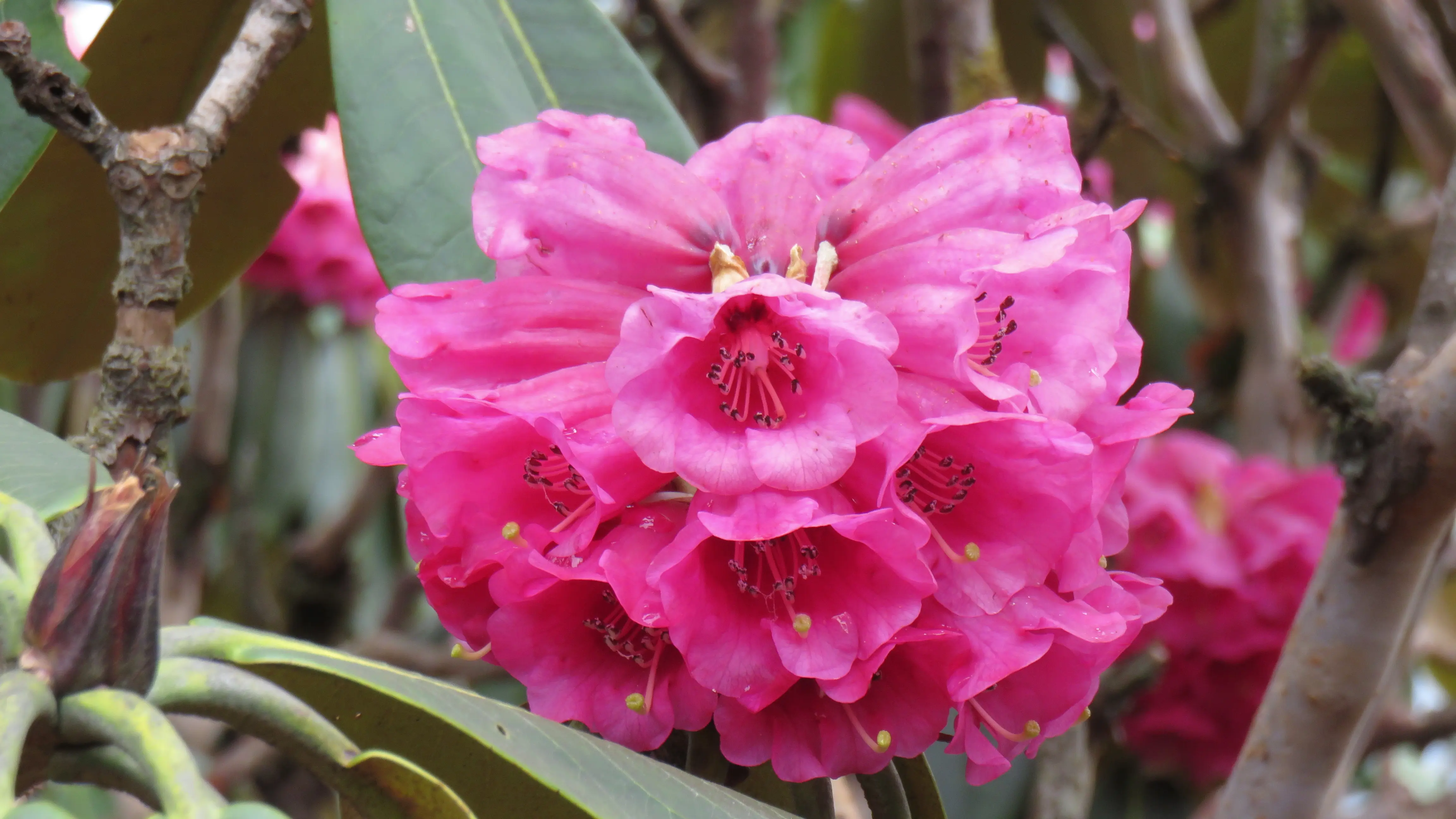 Close-up of crimson rhododendron flowers in bloom