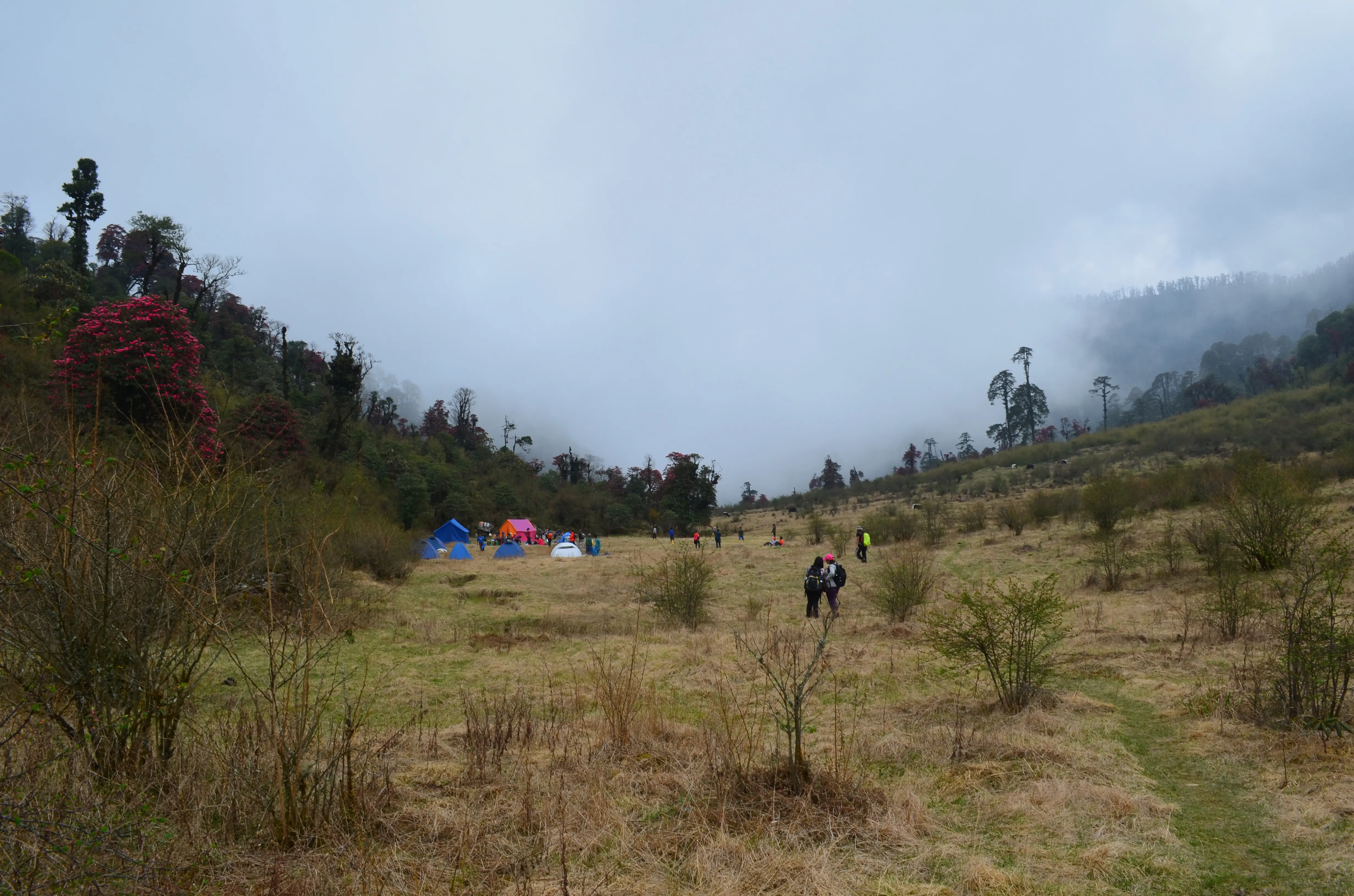 Open meadow at Thulo Dhap below the Singalila ridge