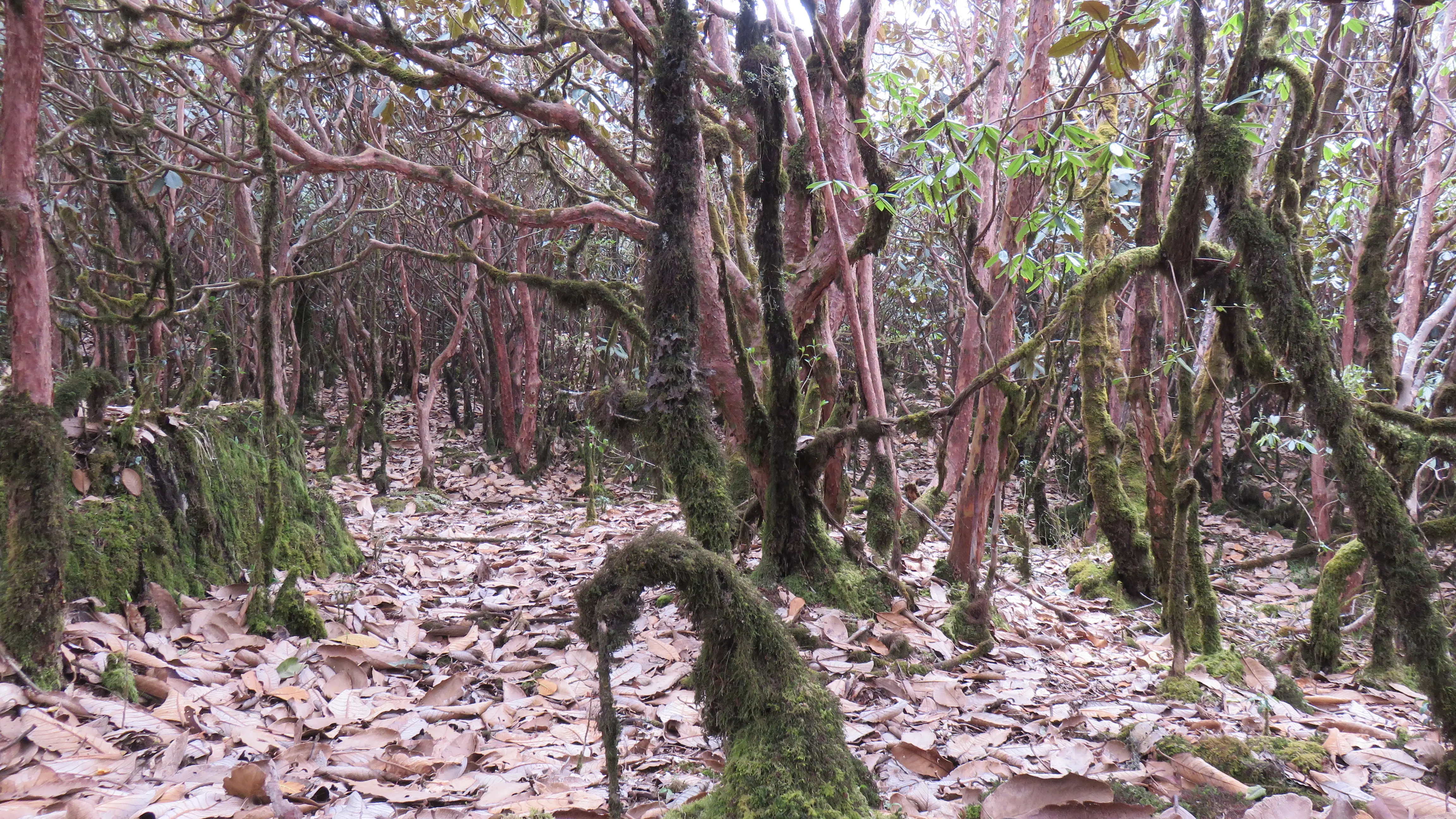 Dense rhododendron forest canopy filtering sunlight