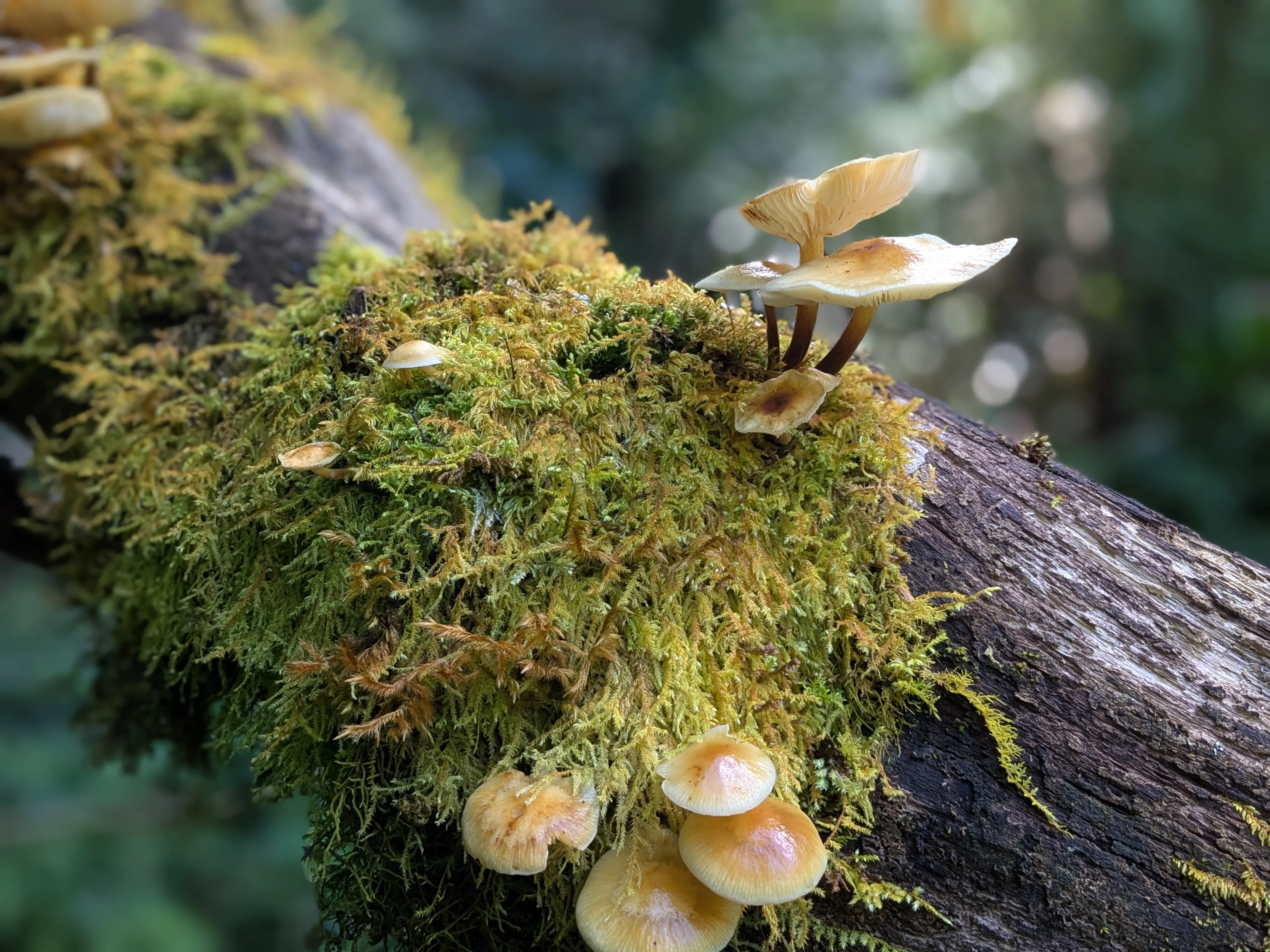 Moss and mushrooms on the trails