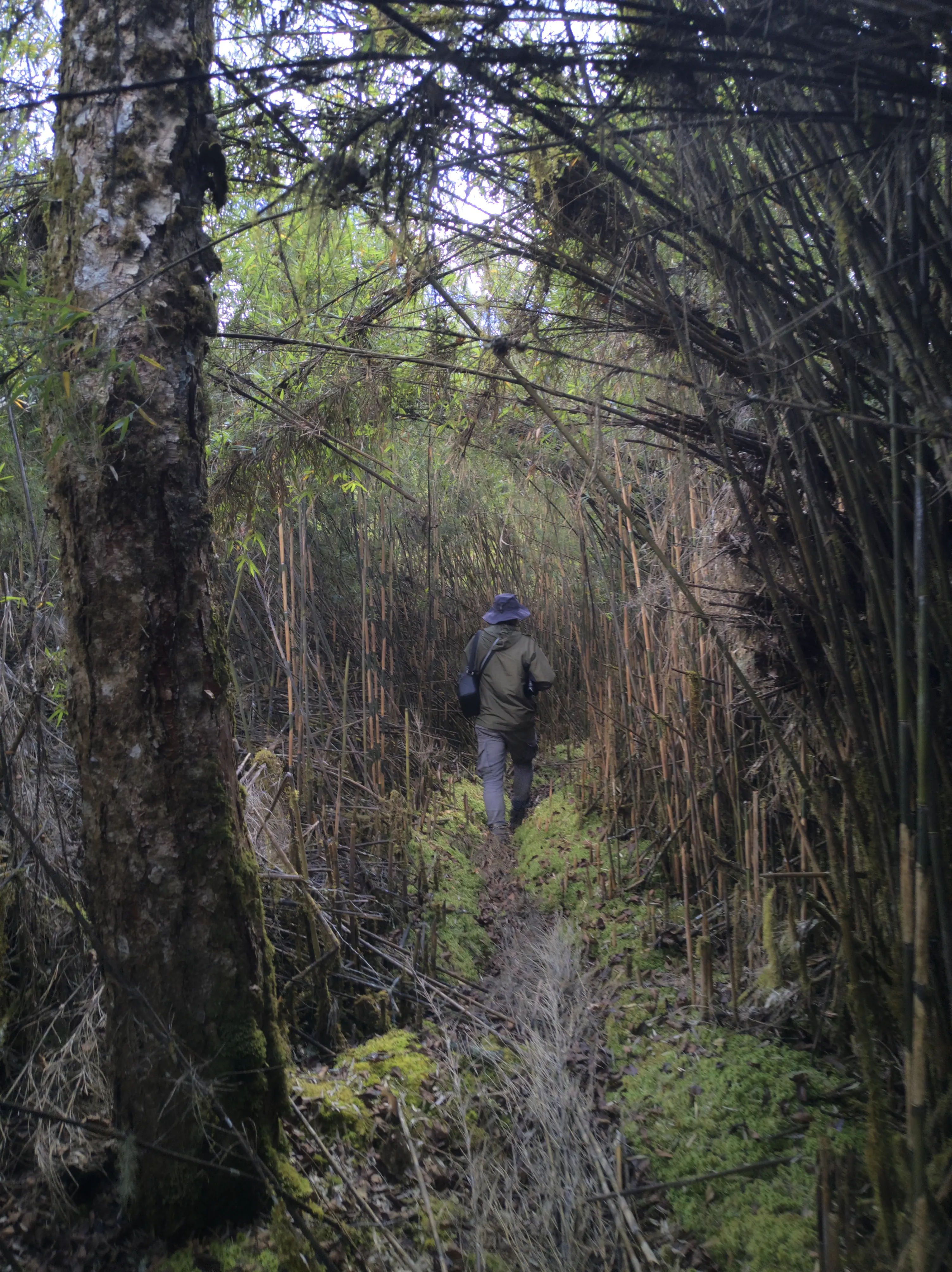 Dense Talle bamboo trail